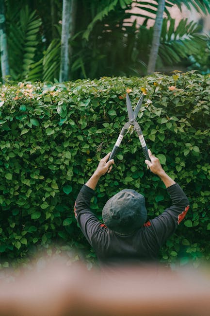 A man using pruning shears with a long extension pole to trim a large, dense green hedge in a residential garden. The hedge appears well-maintained, with some freshly cut branches visible, and is situ